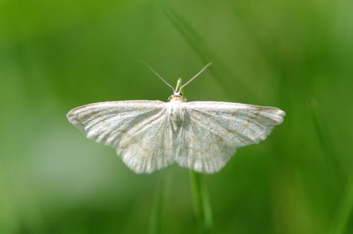 Scopula ternata